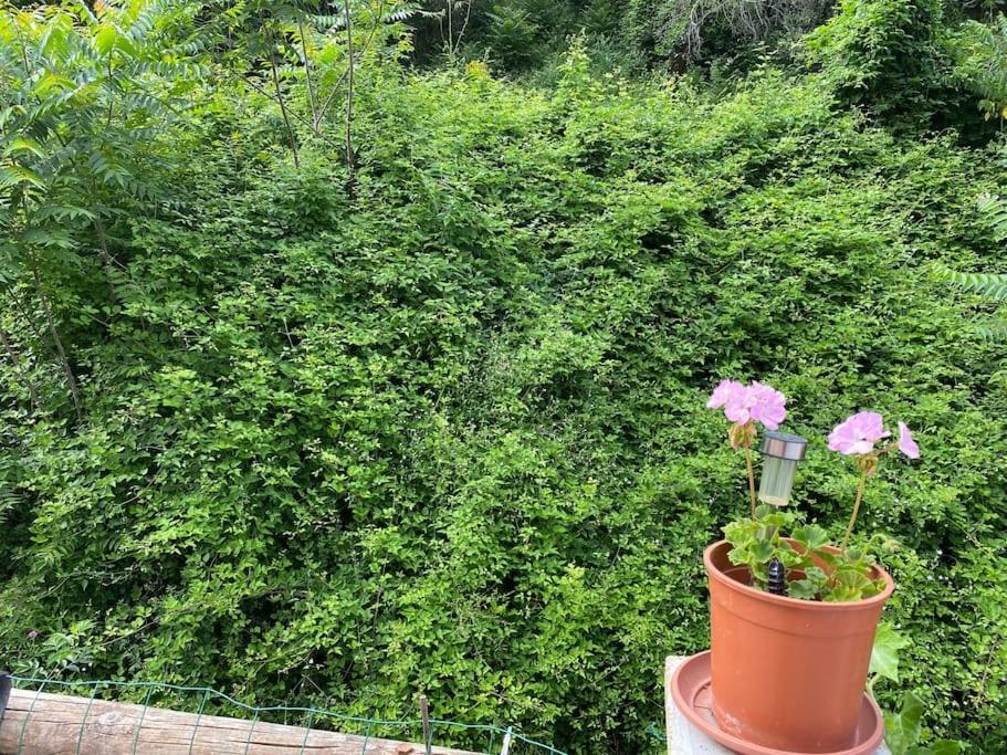 Villa Serenice - F2 Au Calme, Climatise, Wifi Et Parking Gratuit Bagian luar foto